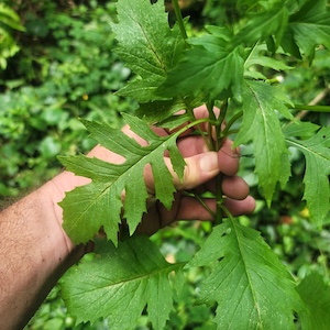 Erechtites valerianifolius