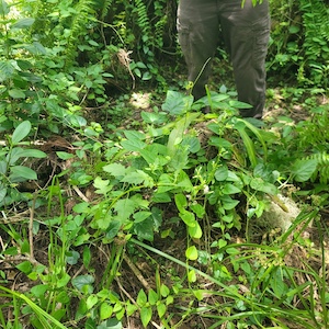 Erechtites valerianifolius