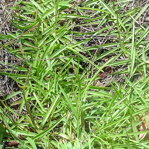 Eremochloa ophiuroides