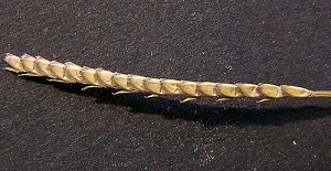 Eremochloa ophiuroides