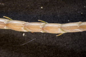 Eremochloa ophiuroides