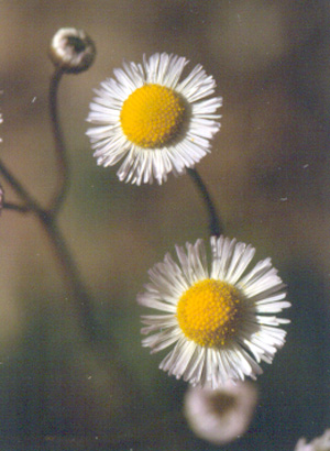 Erigeron quercifolius