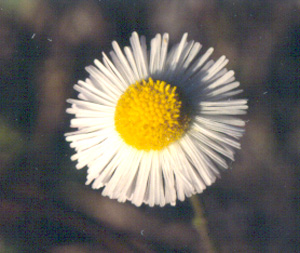 Erigeron quercifolius