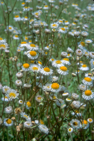 Erigeron quercifolius