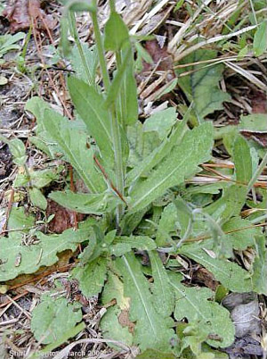 Erigeron quercifolius