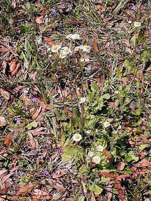 Erigeron quercifolius