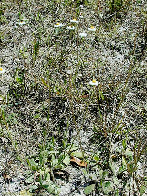 Erigeron quercifolius