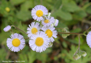 Erigeron quercifolius