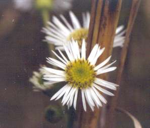 Erigeron vernus