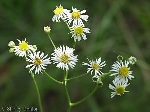 Erigeron vernus