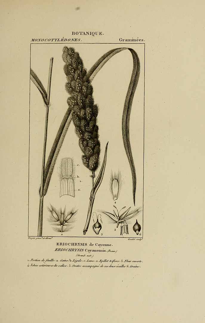 Eriochrysis cayennensis