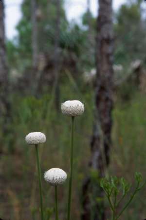 Eriocaulon decangulare