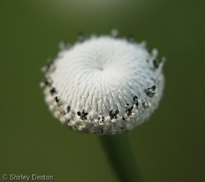 Eriocaulon decangulare