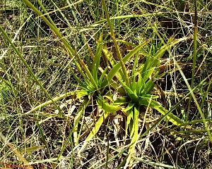 Eriocaulon decangulare