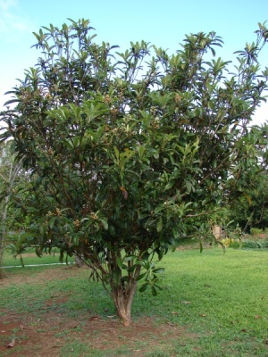 Eriobotrya japonica