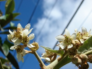 Eriobotrya japonica