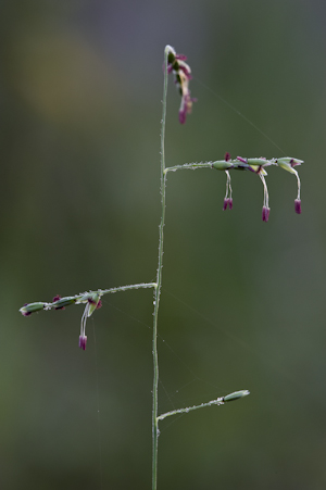 Eriochloa michauxii