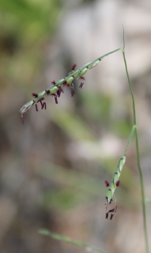 Eriochloa michauxii