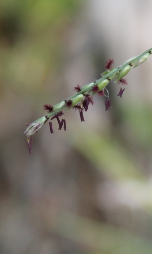 Eriochloa michauxii