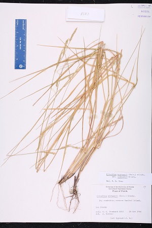 Eriochloa michauxii