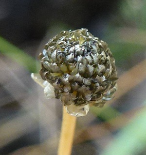 Eriocaulon ravenelii