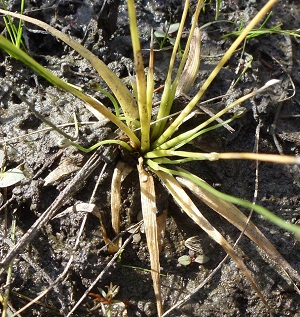 Eriocaulon ravenelii