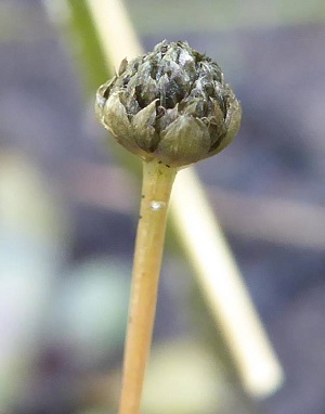 Eriocaulon ravenelii