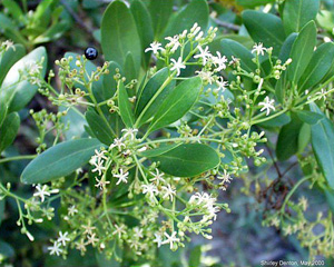 Erithalis fruticosa