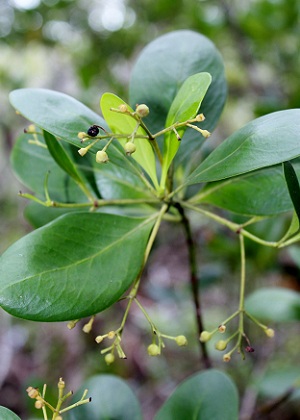 Erithalis fruticosa