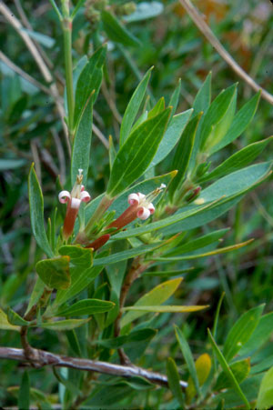 Ernodea littoralis