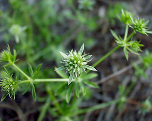 Eryngium aromaticum