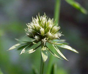 Eryngium aromaticum