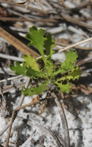 Eryngium aromaticum