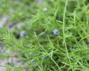 Eryngium baldwinii