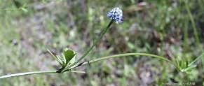 Eryngium baldwinii