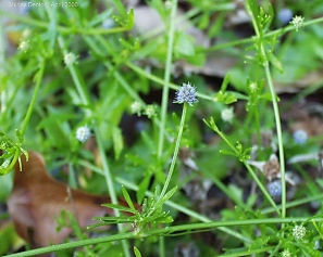 Eryngium baldwinii