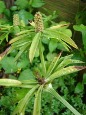 Eryngium foetidum