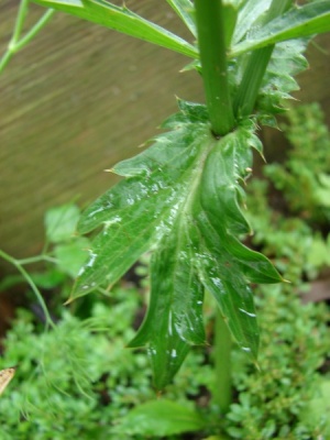 Eryngium foetidum