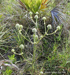 Eryngium yuccifolium