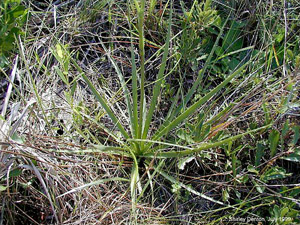 Eryngium yuccifolium