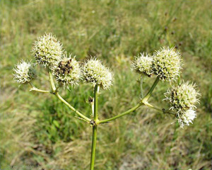 Eryngium yuccifolium