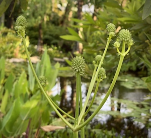 Eryngium yuccifolium