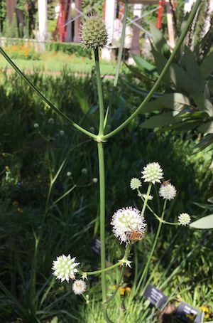 Eryngium yuccifolium