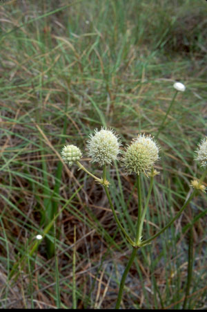 button snakeroot (Eryngium yuccifolium)