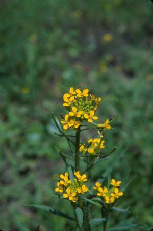 Erysimum cheiranthoides