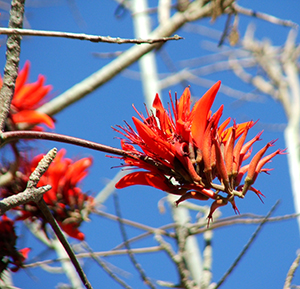 Erythrina corallodendron