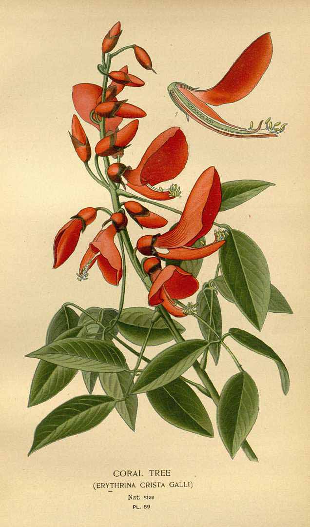 Erythrina crista-galli