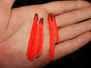 Erythrina eggersii