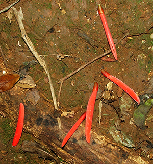 Erythrina eggersii