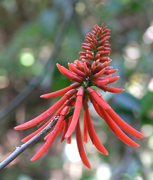 Erythrina eggersii